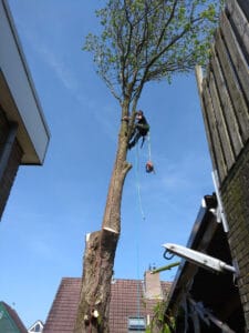 Boomverzorging-medewerker-hoogwerken