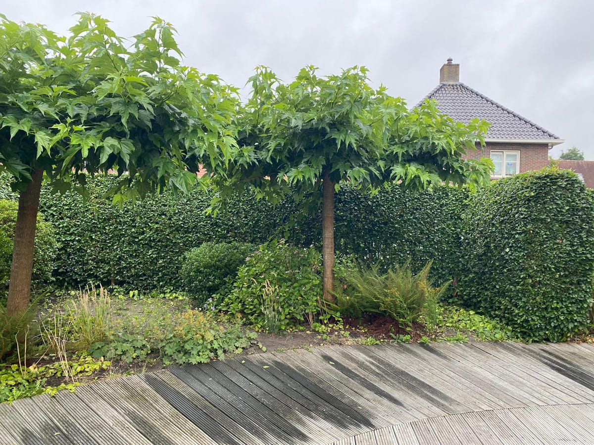 Bomen-achtertuin Bomen-achtertuin